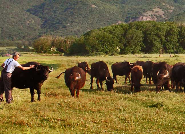 Βουβαλίσιο Κρέας - Kerkini Farm